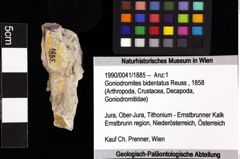 Foto (Objket + Etiketten) von Munitheites sp. 